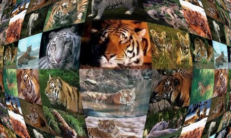 Missteecat's abstract cats - bangal tiger, white tiger, cats, tigers