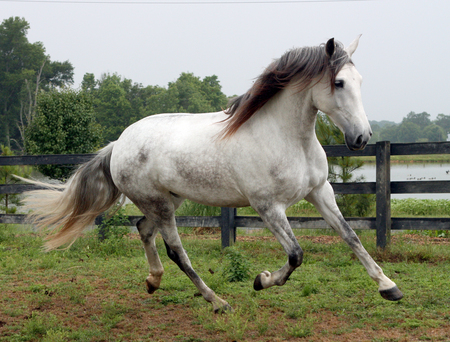 Majestic Walk - horses, andalusian, spanish, grey