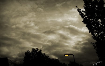 light petal - night, street light, petal, light