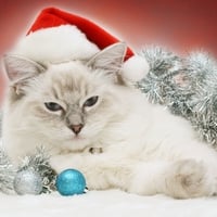 Christmas Cat