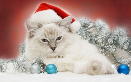 Christmas Cat - new year, beauty, cat face, xmas, eyes, magic, photography, colorful, magic christmas, paws, balls, silver, pretty, holiday, cute, cat, kitty, ball, lovely, kitten, christmas, happy new year, merry christmas, cats, red, christmas cat, blue, beautiful, sweet, colors