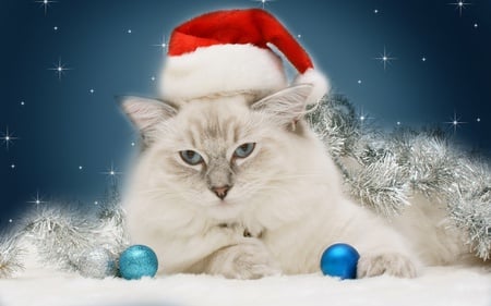 Christmas Cat - new year, beauty, cat face, xmas, eyes, magic, photography, colorful, magic christmas, paws, balls, silver, pretty, holiday, cute, cat, kitty, ball, lovely, kitten, christmas, happy new year, merry christmas, cats, red, christmas cat, blue, beautiful, sweet, colors