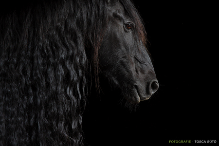 Darkness - holland, black, horses, dutch, friesian