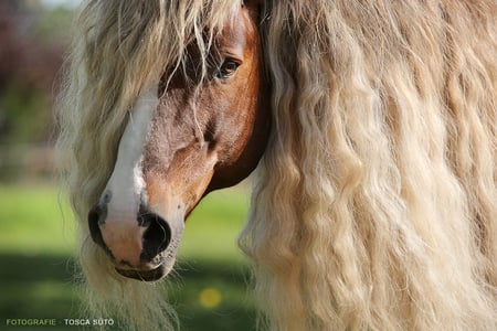 Black Forest Horse - dark chestnut, horses, black forest, drafthorse, german, chestnut