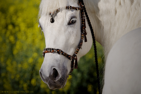 Are You Talking To Me? - oriental, white, arabian, horses