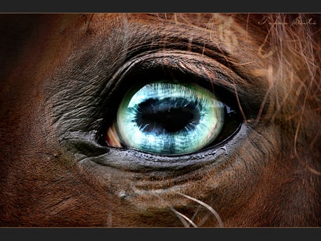 Emerald Eye - green eye, horses, green, eye, emerald