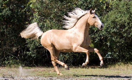 Palomino Lusitan - horses, iberian, portuguese, palomino, lusitan