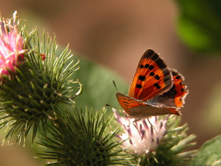 Moth insects - moth, insects, photography, photo, other