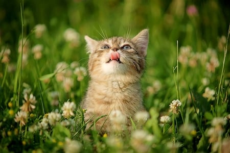 KITTEN IN CLOVER - garden, clover, cute, kitten, flowers