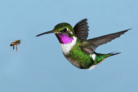 Humming Bird - bird, picture, beautiful, humming