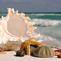 Seashells