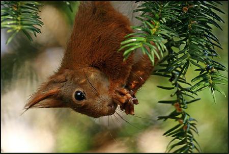 squirrel - cute, upside down, sweet, tree, squirrel, wild, woods