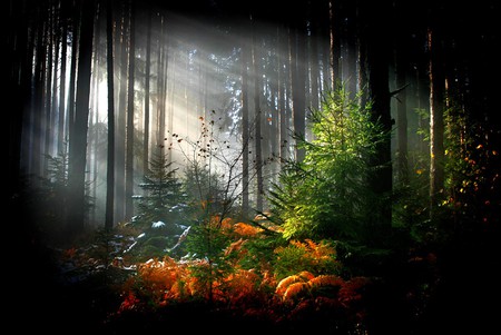 Sun Rays In Forest - sun rays, picture, in forest, beautiful