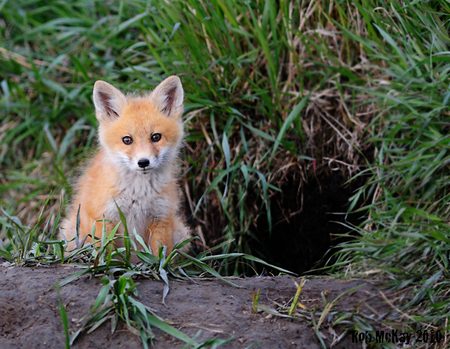 red fox baby - red, little, cute, baby, sweet, fox, grass