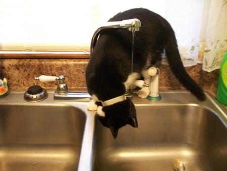 cat - water, animals, cat