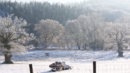 White Winter - sunlight, ice, trees, winter, snow