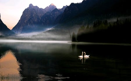 LOVE BIRDS - misty, river, white, swans, mist, pair, love, mountain