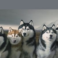 Snow Dogs