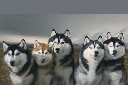 Snow Dogs - snow, picture, dogs, beautiful