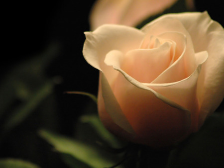 White Rose in the Darkness - white, charm, black, flower