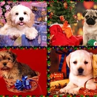 My Christmas gift for dog lovers