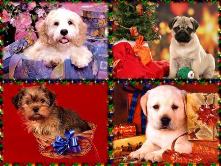 My Christmas gift for dog lovers - holiday, puppy, christmas, dog