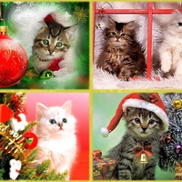 My christmas gift for cat lovers (1)