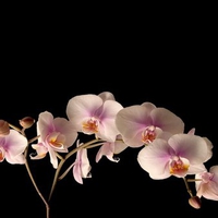 Exotic orchids