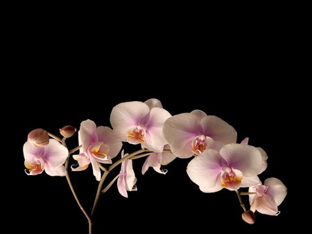 Exotic orchids - nature, orchid, black, flower, exotic