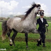 Great Grey