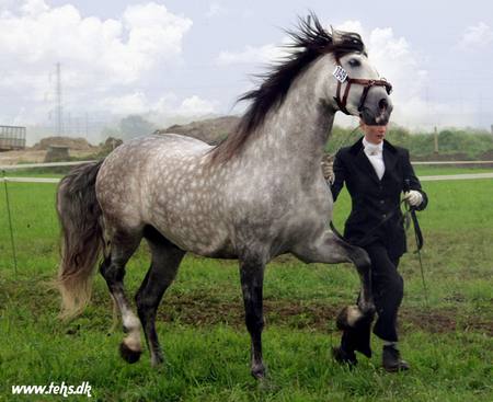 Great Grey - spanish, grey, horses, dappled grey, andalusian