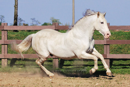 PRE - white, horses, spanish, grey, andalusian