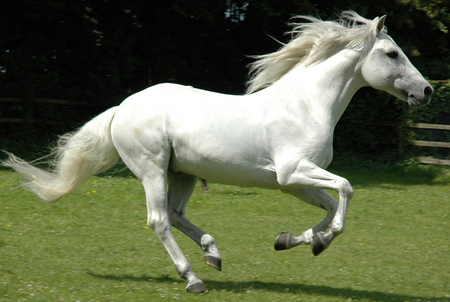 White PRE - white, horses, spanish, andalusian, pre