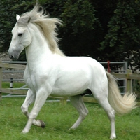 Grey PRE