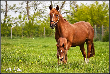 First Steps - horses, foal, mare, field, chestnut