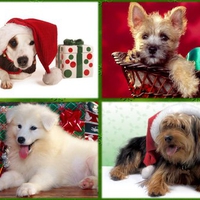 My Christmas gift for dog lovers(2)