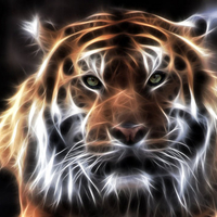 Beautiful Fractal Siberian Tiger