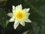 yellow water lilly