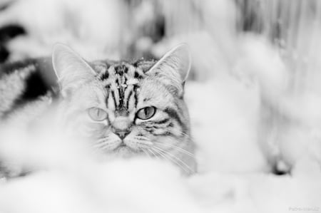 Snow Cat - nice, closeup, cat, snow, backyard, tiger