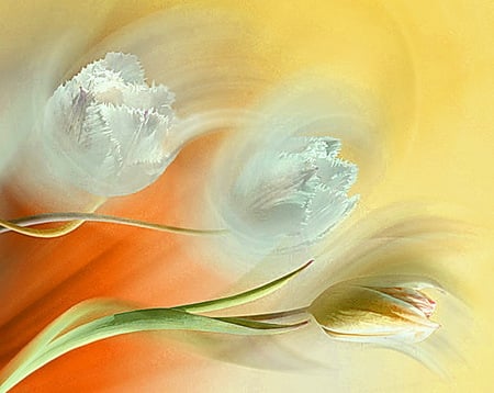 Flowers in the wind - white, tulips, wind, orange and yellow, flowers, green leaves, abstract