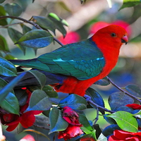 Australian King Parrott