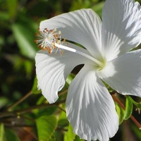 White Flower