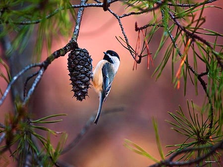 Chicadee and acorn - needles, acorn, branch, tree, chickadee, bird