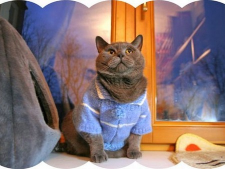 Cool blue sweater - cat, animal, sweet, pet, kitten