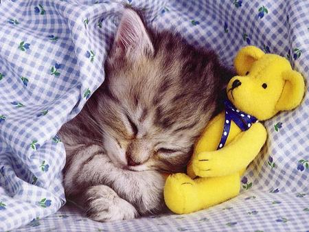 Sleeping with my best toy - Cats & Animals Background Wallpapers on ...