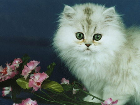 Kitten and pink flowers - flower, animal, kitten, cat, sweet