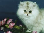 Kitten and pink flowers