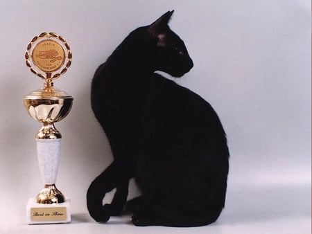 Black cat with trophy - cat, trophy, animal, sweet, black, kitten