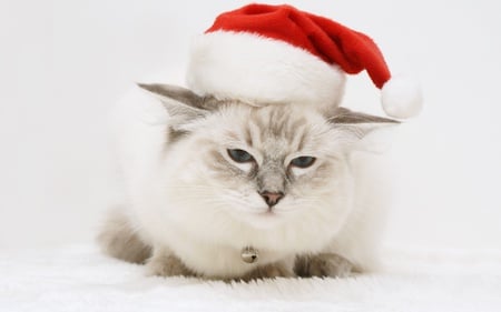 Christmas Cat - pretty, cat face, magic, eyes, paws, holiday, red, magic christmas, cats, face, merry christmas, xmas, hat, happy new year, beautiful, christmas cat, photography, beauty, lovely, sweet, cat, christmas, white, new year, cute, adorable, animals