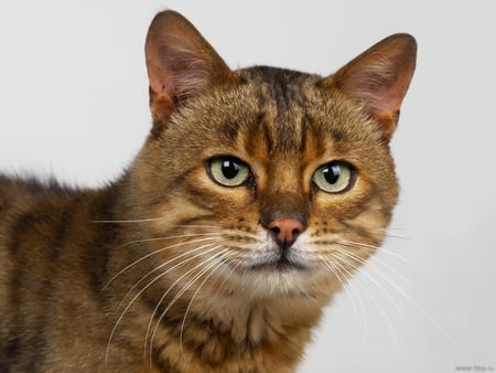 Lovely Cat - brown, little tiger, cat, red, cats, big eyes